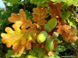 Жёлуди, шляпки от них и сухой листик