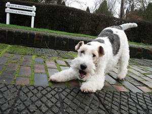 Wire Hair Fox Terrier