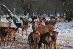 Deers and reindeers