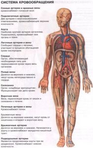 Схема строения человеческого тела
