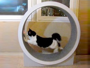 Беговое колесо для кошки