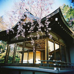 Побывать в Японии в пору цветения сакуры