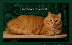 Особенный,рыжий кот-Фагот.