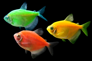 GloFish светящаяся рыбка с аквариумом