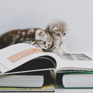 book about Scottish Fold