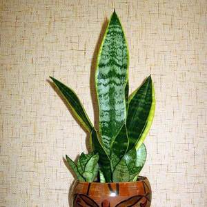 Ещё хочу щучий хвост (он же тёщин язык или сансевиерия)