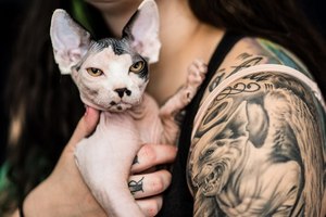 Two sphynx kitten