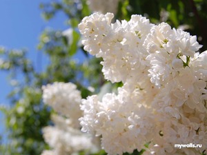 букет сирени