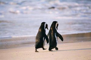 увидеть пингвинов в природе