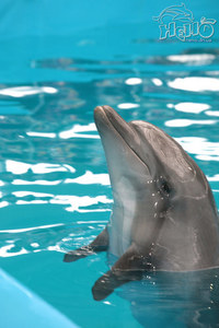 Посетить с семьёй дельфинарий