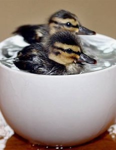 маленьких индоутят