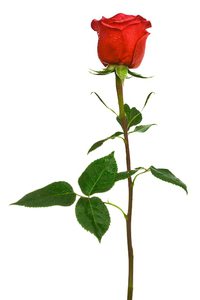 правильные розы