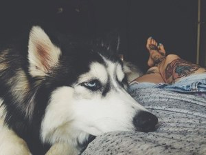 Хаски