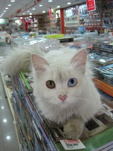 Кот с гетерохромией
