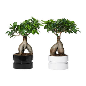 FICUS MICROCARPA GINSENG