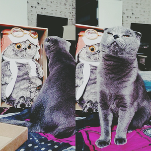 Басик Летчик