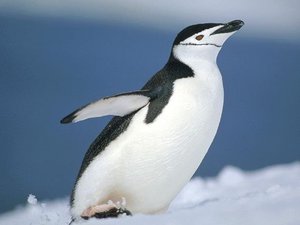 погладить пингвина