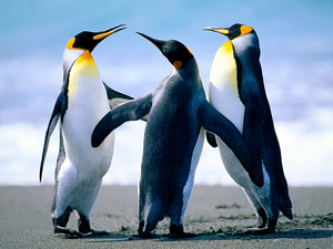 встретить  пингвина