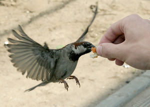 Покормить птиц