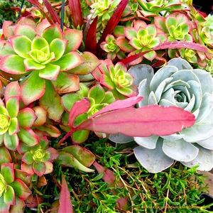 Succulent plant