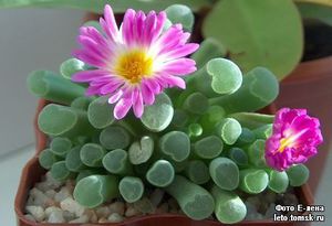 Фенестрария (Fenestraria)