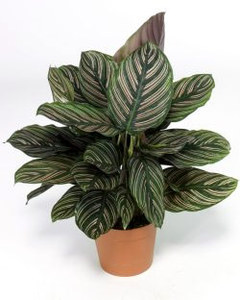 calathea ornata
