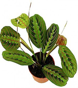 maranta tricolor