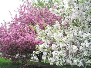 Цветение деревьев