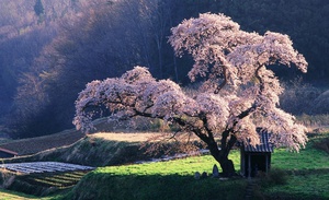 Побывать в Японии во время цветения сакуры