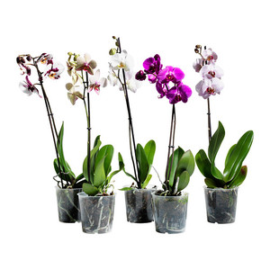 Растение в горшке, Орхидея, 1 стебель   PHALAENOPSIS IKEA