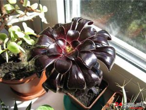 Эониум Шварцкопф  (Aeonium Schwarzkopf)