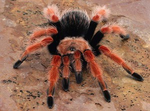 Brachypelma boehmei