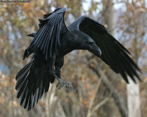 Corvus corax