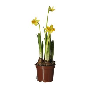 NARCISSUS TETE A TETE