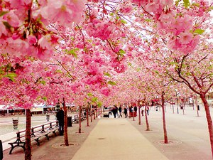 Побывать в Японии на цветении сакуры
