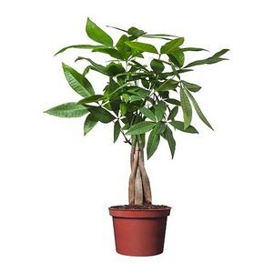 пахира водная или любой бонсай