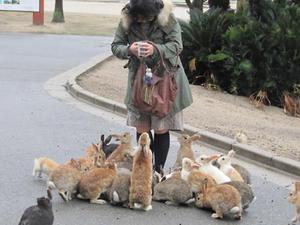 Okunoshima (Rabbit Island) in Japan