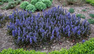 Живучка ползучая (Ajuga reptans)