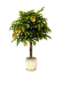 новое дерево, мандарин/лимон (декоративный)