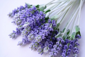 Lavandula ANGUSTIFOLIA или Лаванда Лекарственная (семена)