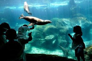 Aquarium of the Pacific