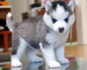 a husky