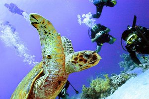 поплавать с аквалангом в Красном море