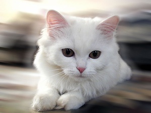 Белую кошку