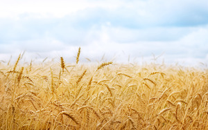 Прогулка по пшеничному полю