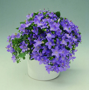 Campanula