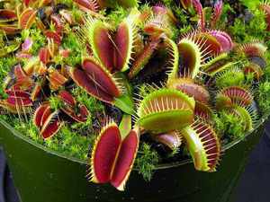 Dionaea muscipula