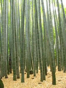 прогуляться по бамбуковой роще