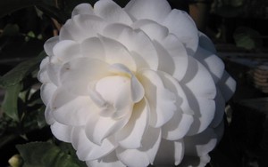Камелия японская белая Camellia japonica 'Alba Plena'