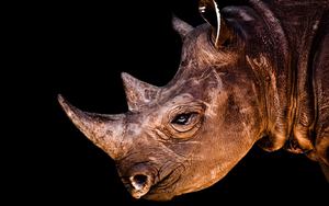 голова носорога